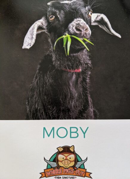 Moby 1 1